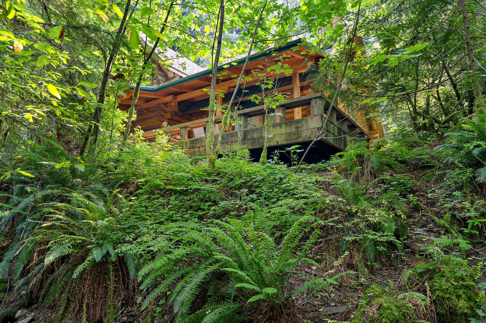 The cabin sits above a fern-covered slope.