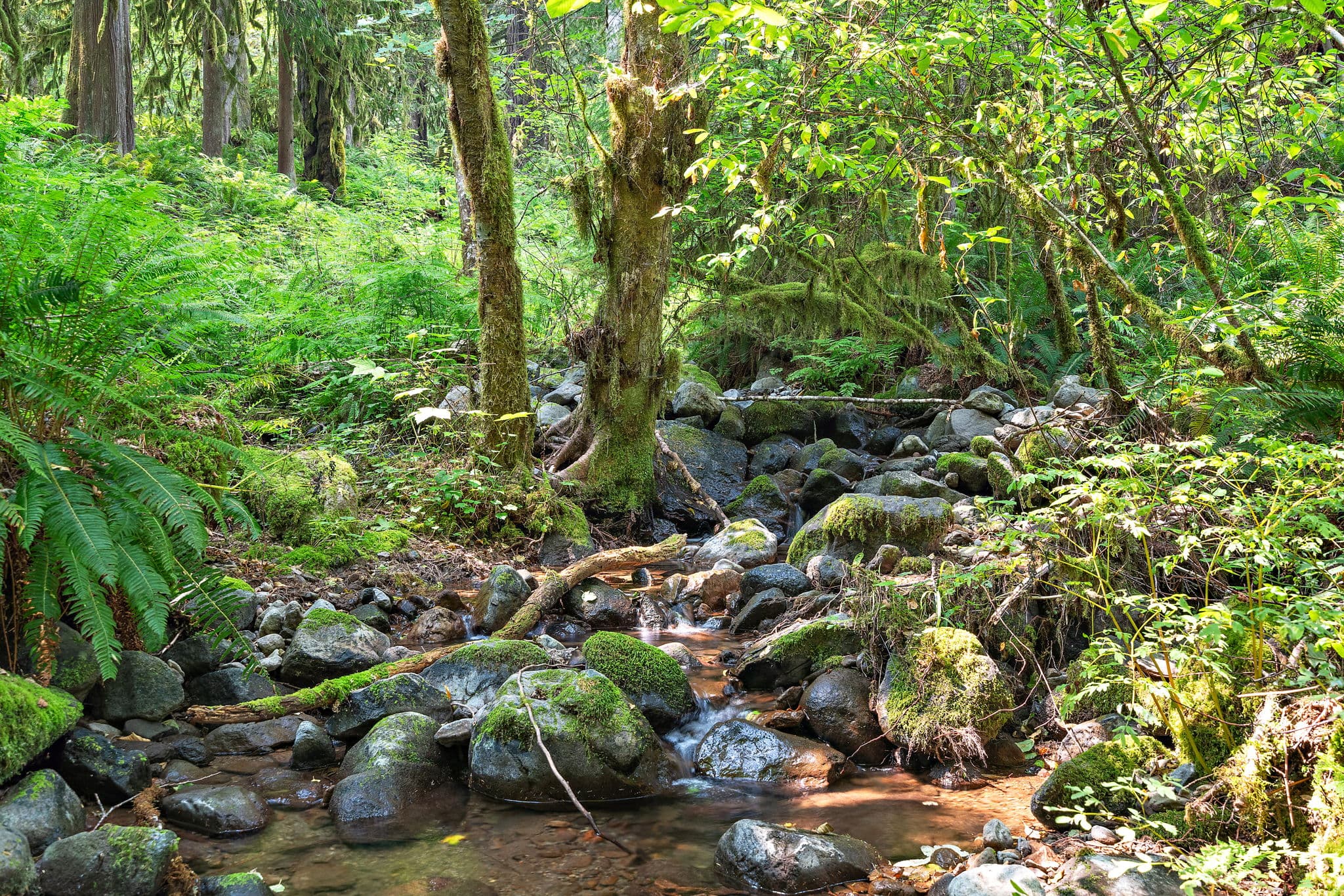 A creek runs through the wooded property.